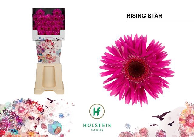 <h4>Germini Spider Rising Star Diamond</h4>