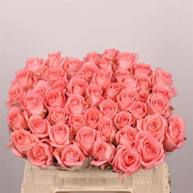 <h4>Rosa large unicorn</h4>