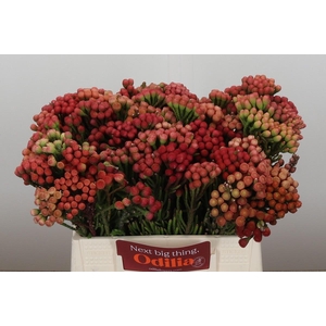 Kaaps Groen Red Brunia Small