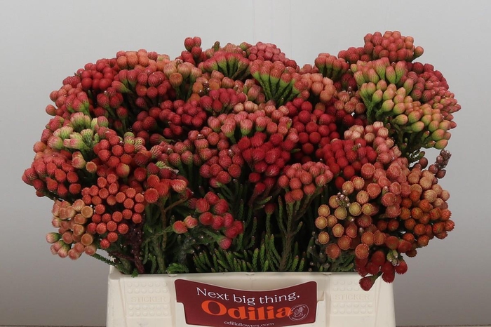 Kaaps Groen Red Brunia Small