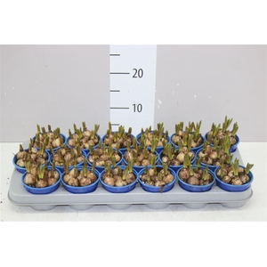 Muscari Armeniacum Blue