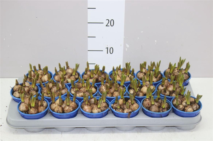 <h4>Muscari Armeniacum Blue</h4>