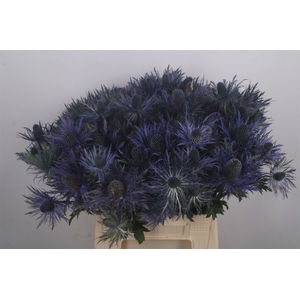 Eryngium X Za Donard Variety