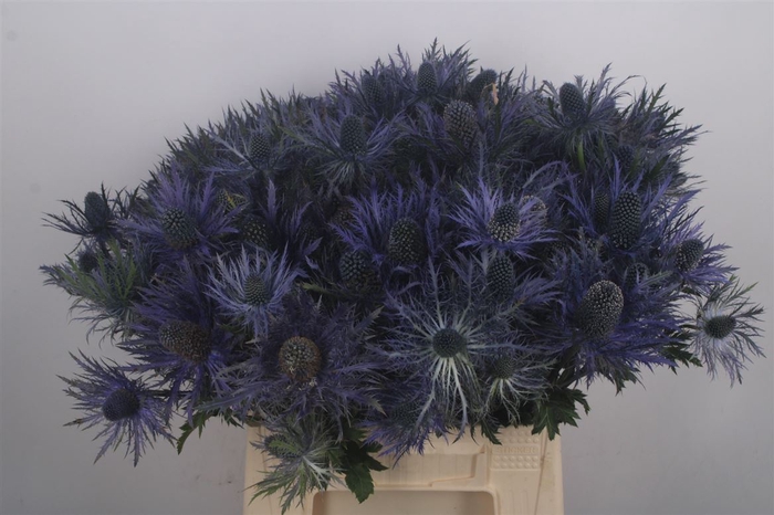 <h4>Eryngium X Za Donard Variety</h4>