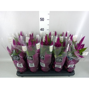 Celosia spic. 'Deep Purple'