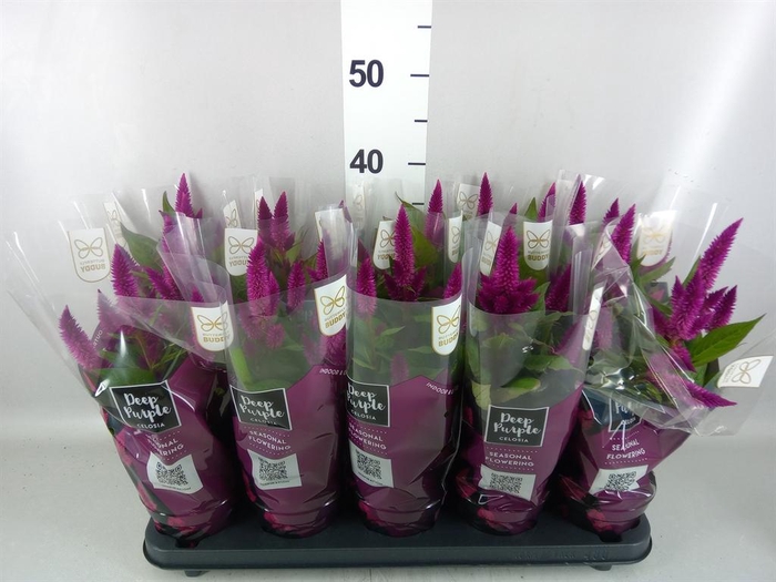 <h4>Celosia spic. 'Deep Purple'</h4>