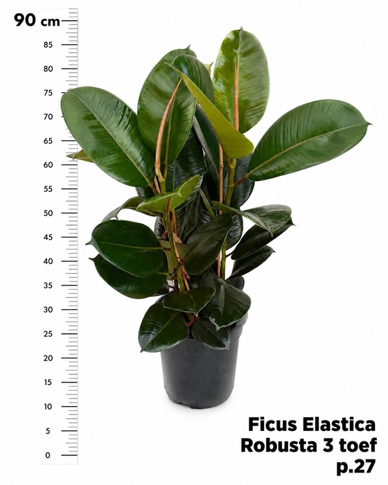 FIC EL ROBUSTA