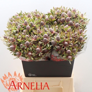 LEUCAD AYOBA ST PEAR