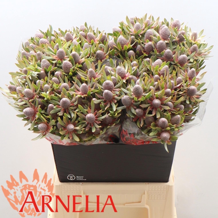 <h4>LEUCAD AYOBA ST PEAR</h4>