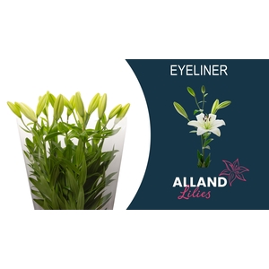 LI LA EYELINER