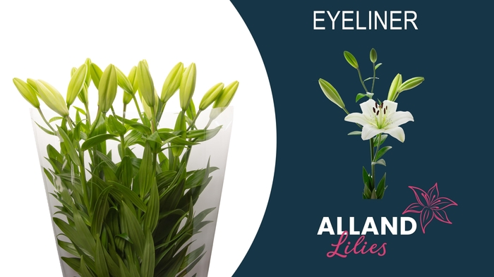 <h4>LI LA EYELINER</h4>