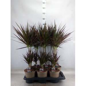 Dracaena marg. 'Magenta'