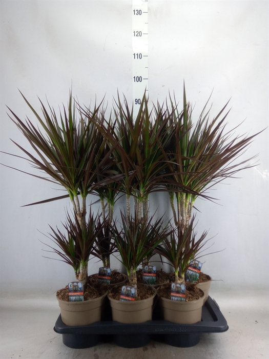 <h4>Dracaena marg. 'Magenta'</h4>