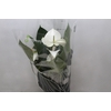 ANTHURIUM WHITE WINNER P17