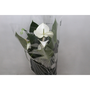 ANTHURIUM WHITE WINNER P17