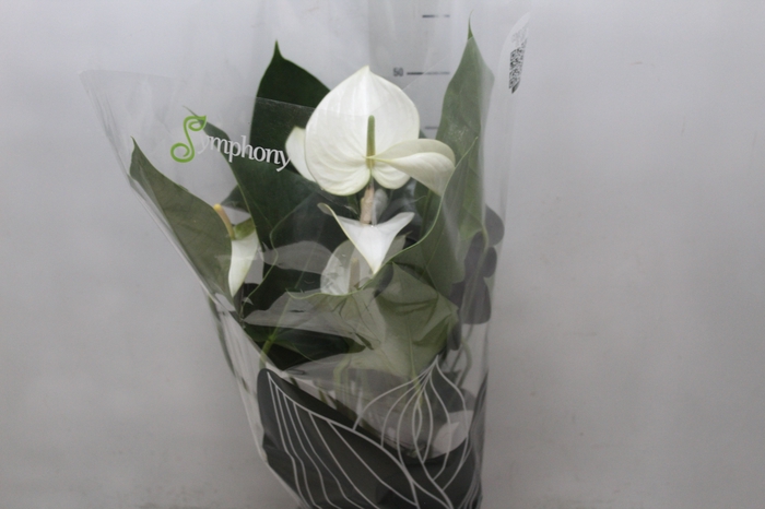 <h4>ANTHURIUM WHITE WINNER P17</h4>