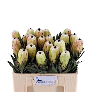 PROTEA WHITE NIGHT