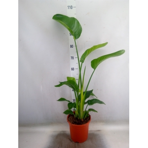 Strelitzia nicolai