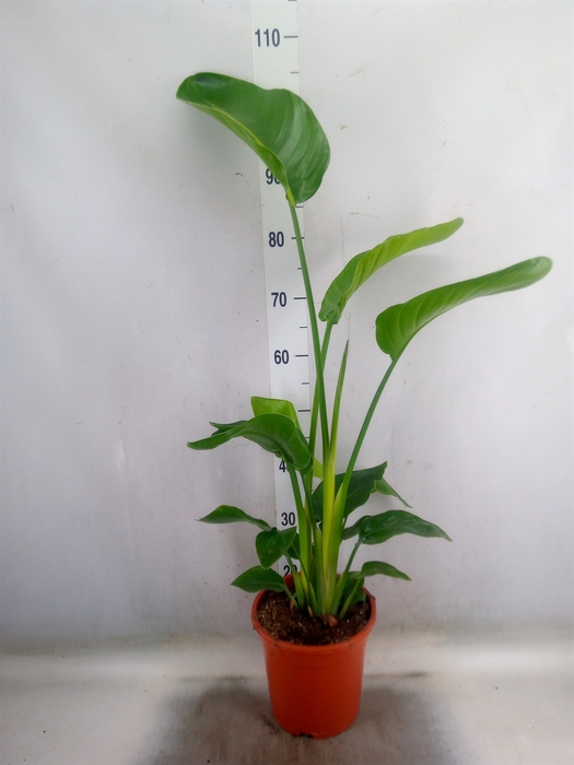 <h4>Strelitzia nicolai</h4>