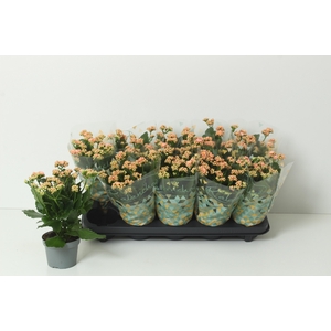 KAL GE PERFECTA PINK