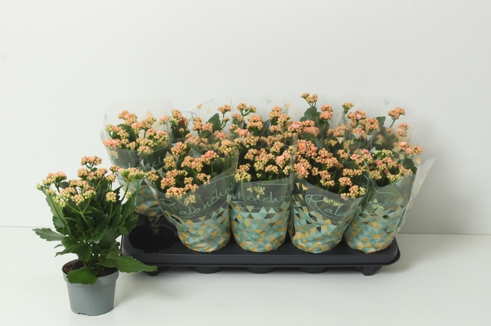 <h4>KAL GE PERFECTA PINK</h4>