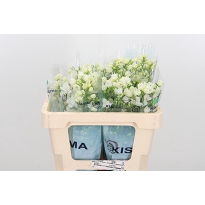 Delph En M Sil White