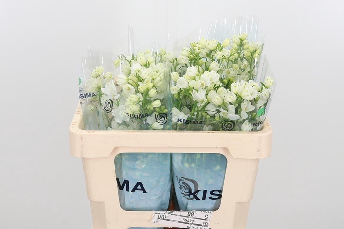 <h4>Delph En M Sil White</h4>