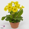 Primula elat. 'Stella Gelb'