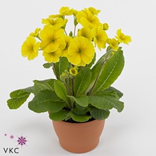 Primula elat. 'Stella Gelb'