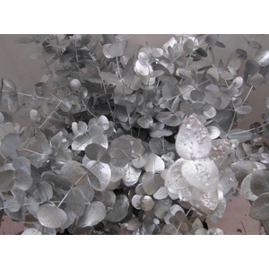 Euc Cinerea Zilver