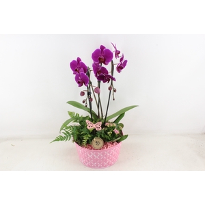arr2 PL - Zink schaal phal. roze