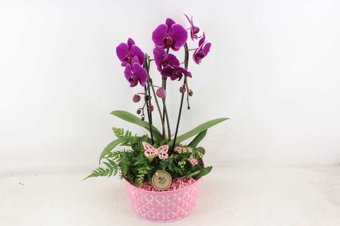 <h4>arr2 PL - Zink schaal phal. roze</h4>