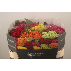 Celosia C Act Mix Bucket