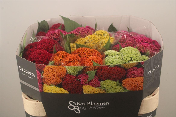 <h4>Celosia C Act Mix Bucket</h4>