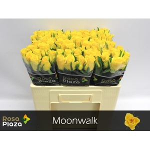 Rosa large moonwalk