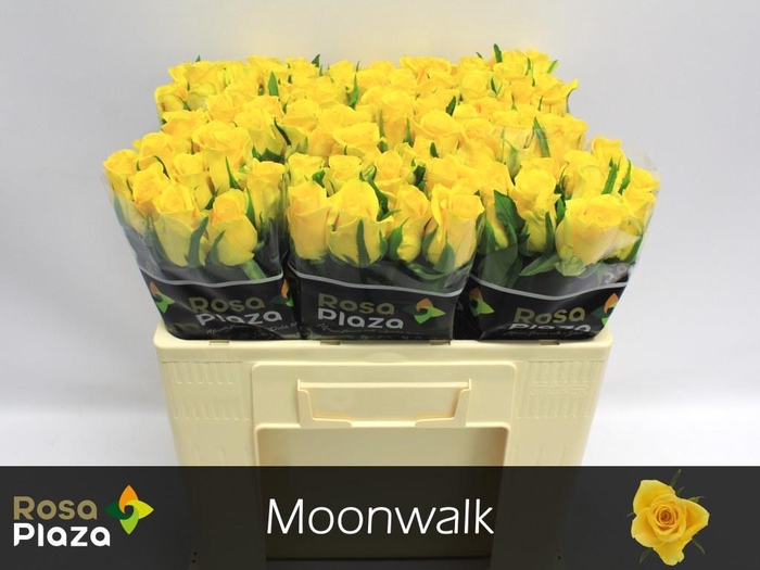 <h4>Rosa large moonwalk</h4>