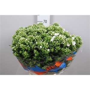 Phlox P Whitecap