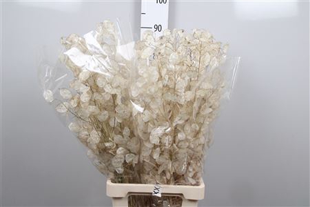 <h4>Lunaria Frosted White</h4>