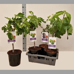 FICUS CARICA