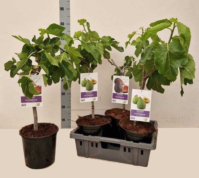 <h4>FICUS CARICA</h4>
