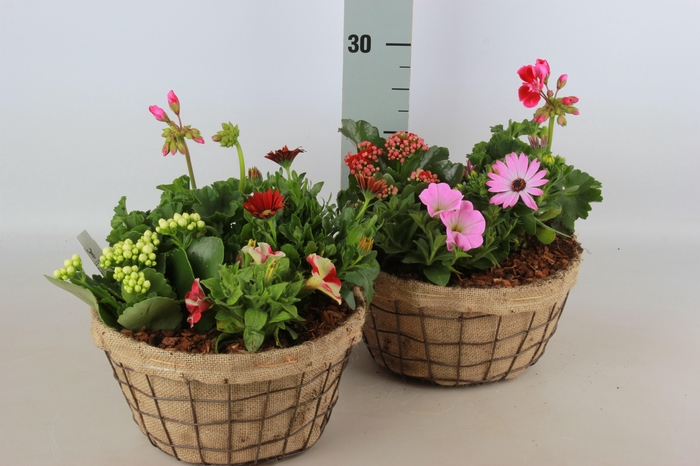 <h4>ARR TUINPLANTEN</h4>