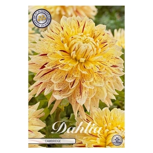 Dahlia Cambridge x1 l