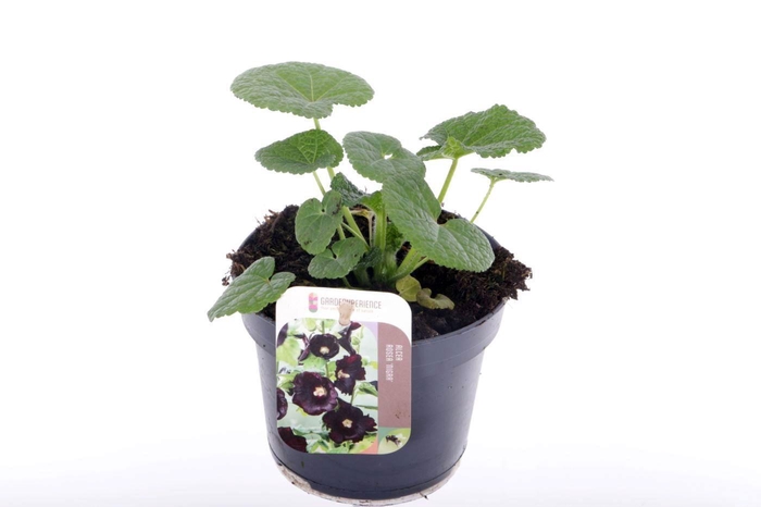 <h4>Alcea rosea Nigra</h4>
