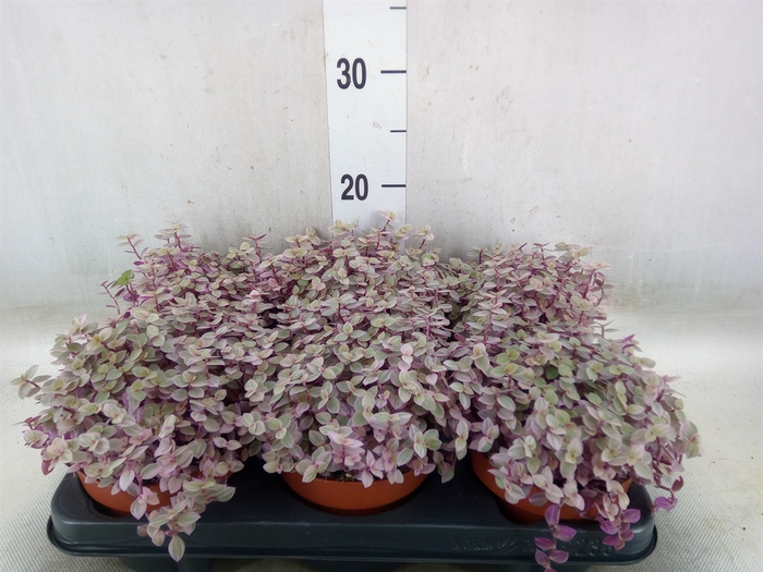 <h4>Callisia repens 'Rosato'</h4>