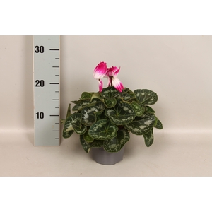 Cyclamen Super serie XL Fushion Violet