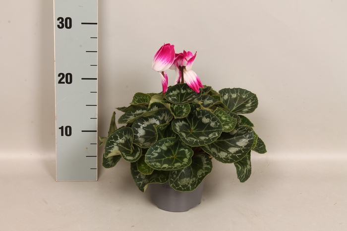 <h4>Cyclamen Super serie XL Fushion Violet</h4>