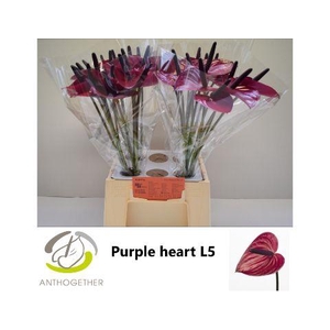 Anthurium Purple Heart
