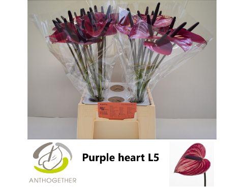 <h4>ANTH A PURPLE HEART 40 water</h4>