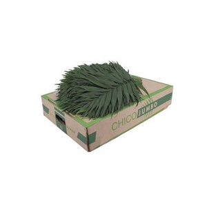Chamaedorea eleg Chicoblad pb