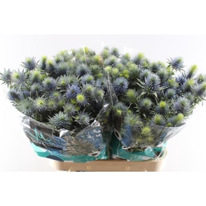 Eryng Supernova L 80